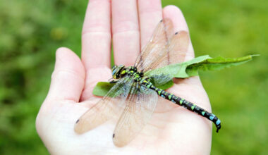 Image of a green and blue dragonfly sitting on the hand of a person.