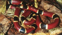 UNSPECIFIED - CIRCA 2002: Central American coral snake (Micrurus nigrocinctus), Elapidae. (Photo by DeAgostini/Getty Images)