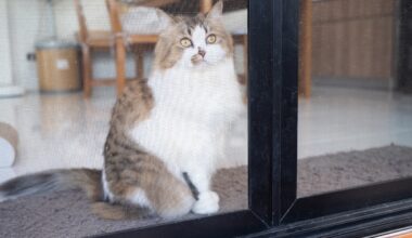 House Cat Tries to Take on Bears Through Glass Door