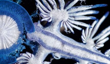 Glaucus atlanticus