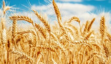 Whole wheat diets may reduce the risk of inflammatory bowel disease