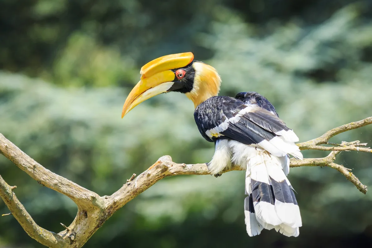 Closeup portrait of a Great hornbil, great Indian hornbill or great pied hornbill, Buceros bicornis, bird.