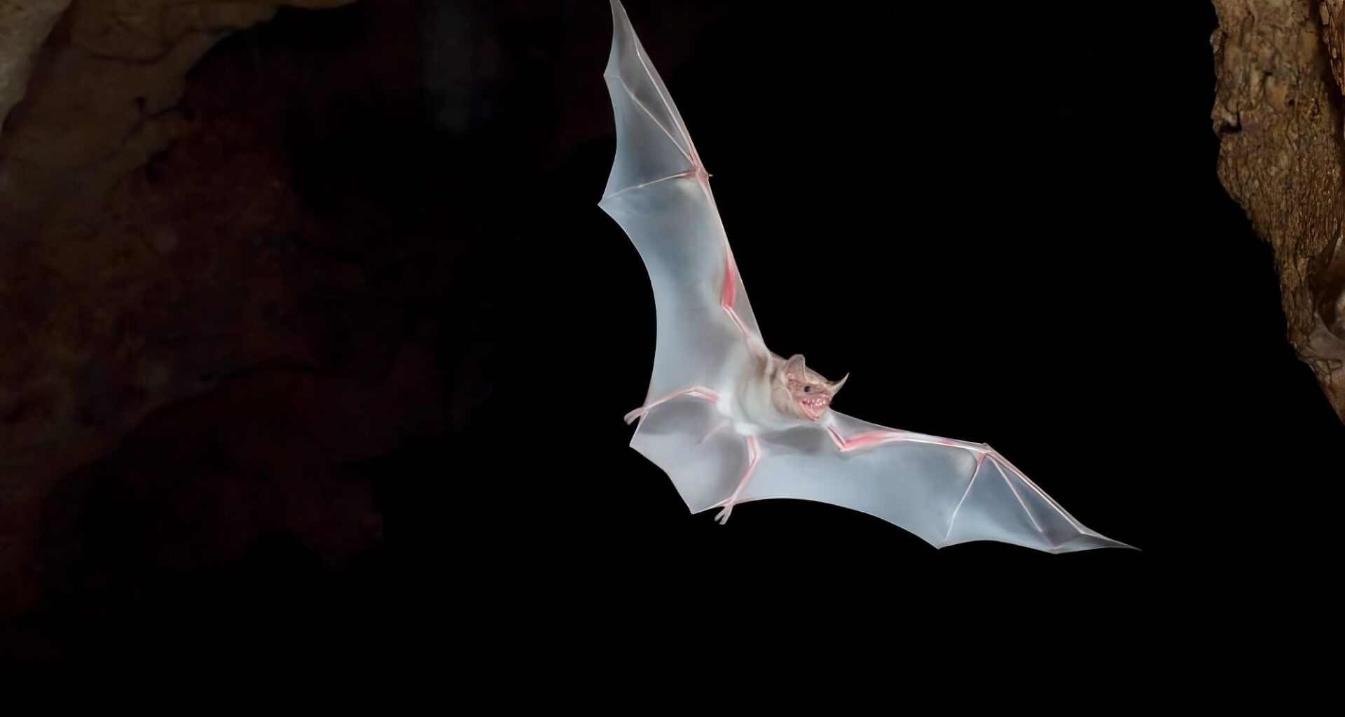 The endangered Hildegarde’s tomb bat (Taphozous hildegardeae) in flight near its roost in the caves of Mount Suswa, Kenya, during a conservation monitoring survey. Image courtesy of Bat Conservation International.
