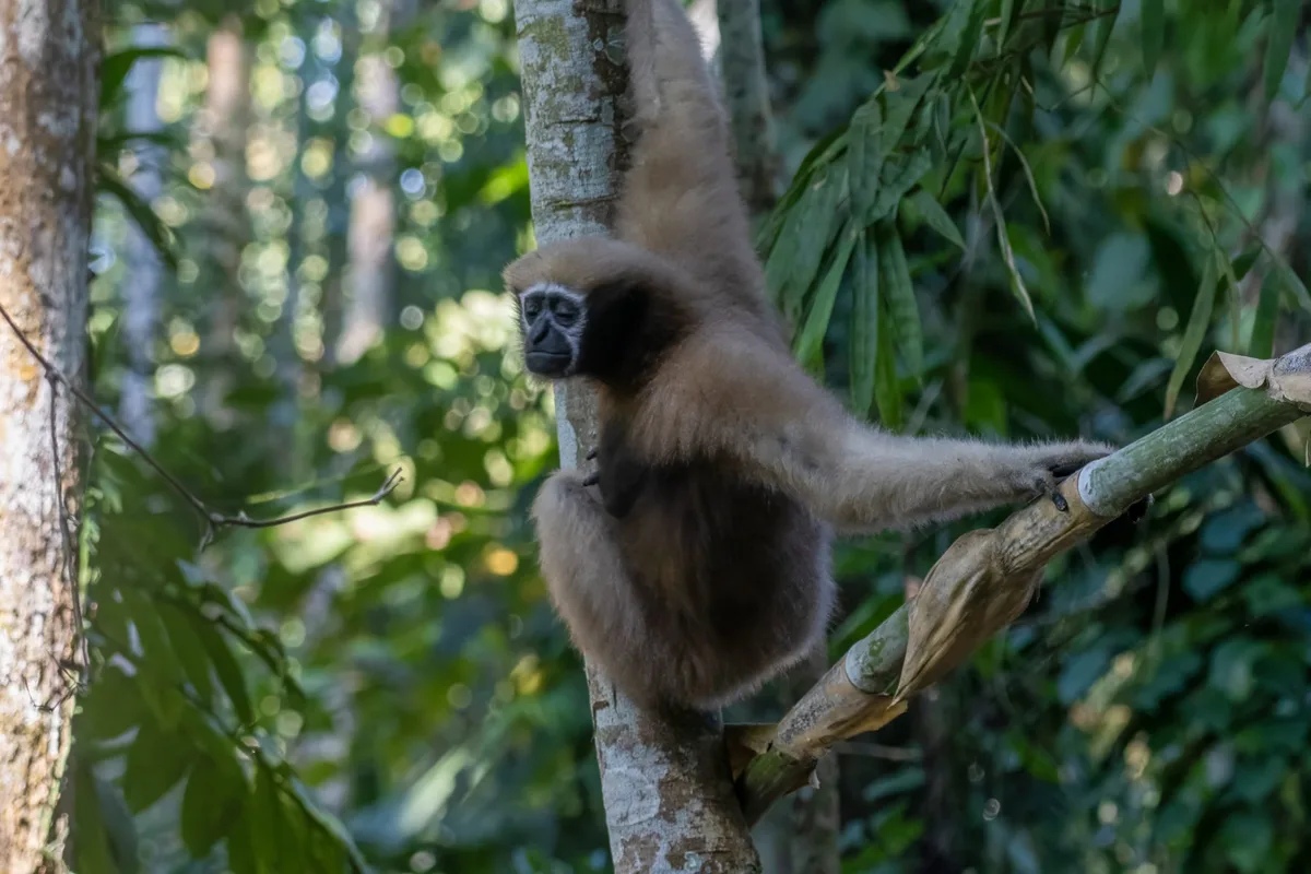 Western hoolock gibbon or Hoolock hoolock or in Delhing Patkai, Assam, India