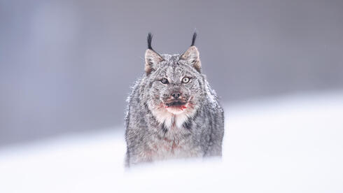 Israeli wildlife photographer captures rare Canadian lynx feeding in frozen wildernes