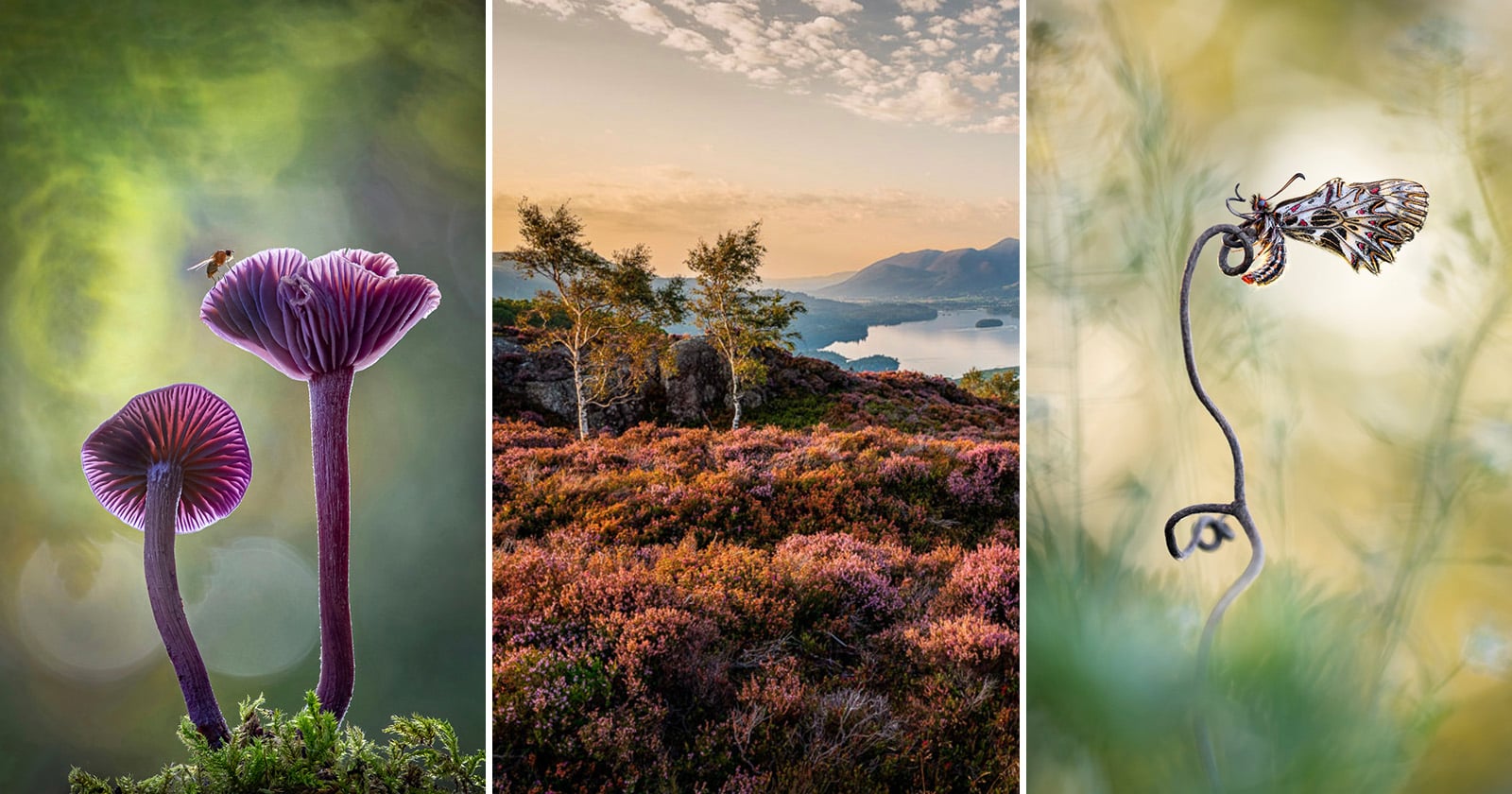 A collage of three nature photos: purple mushrooms with a bee, a scenic landscape of trees and hills at sunset, and a close-up of an insect perched on a curved stem against a soft, green background.