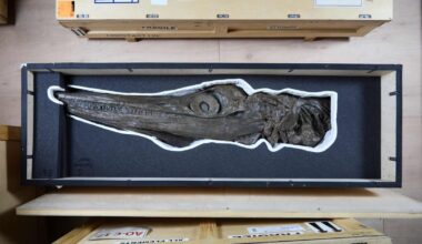Ichthyosaur skull CREDIT Trustees of the NHM London