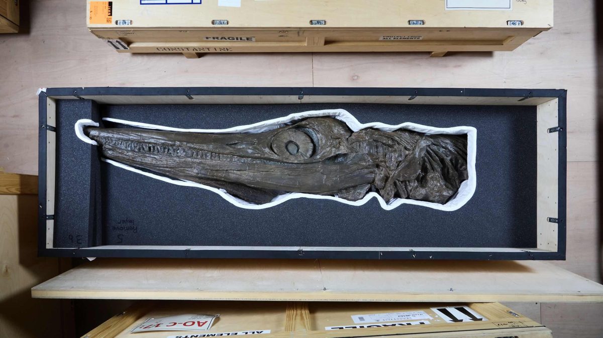 Ichthyosaur skull CREDIT Trustees of the NHM London
