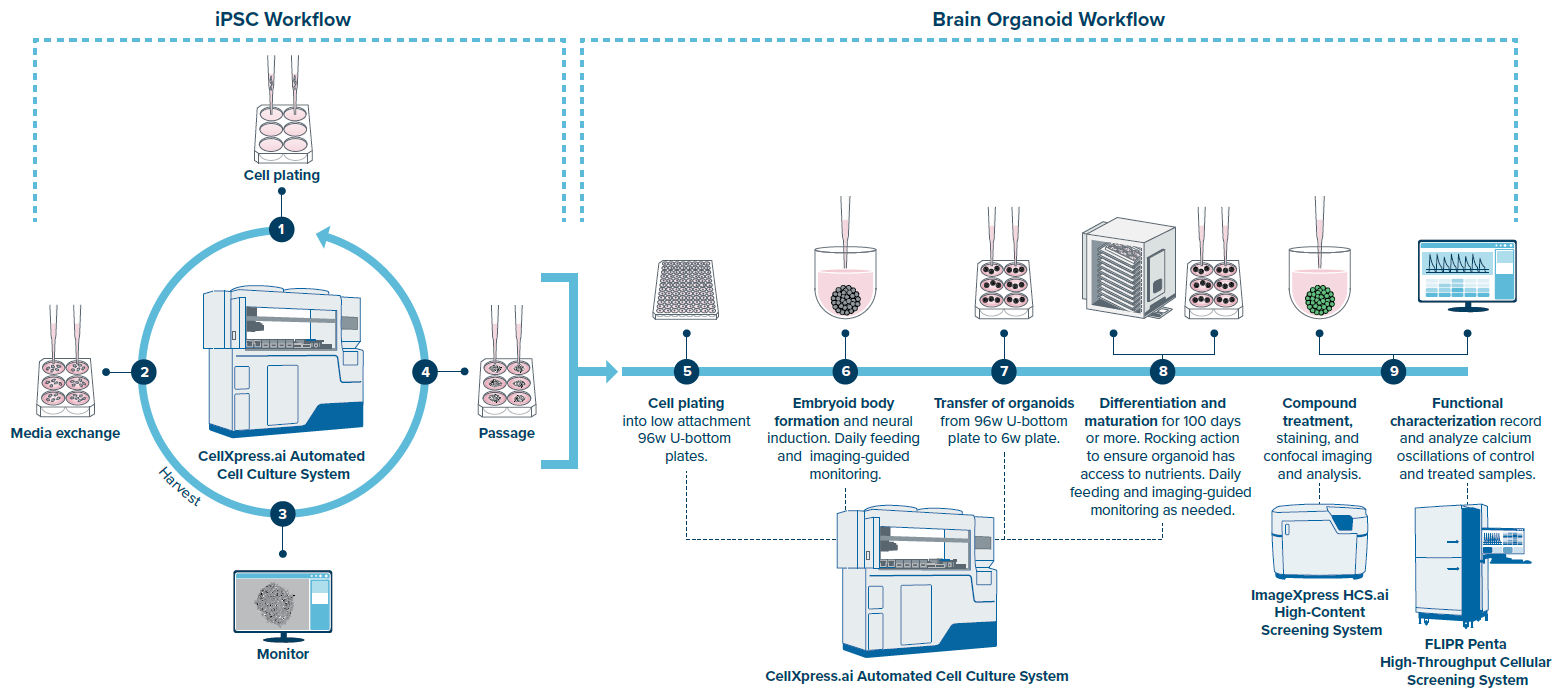 The CellXpress.ai system supports cultivation of both human iPSCs and brain organoids