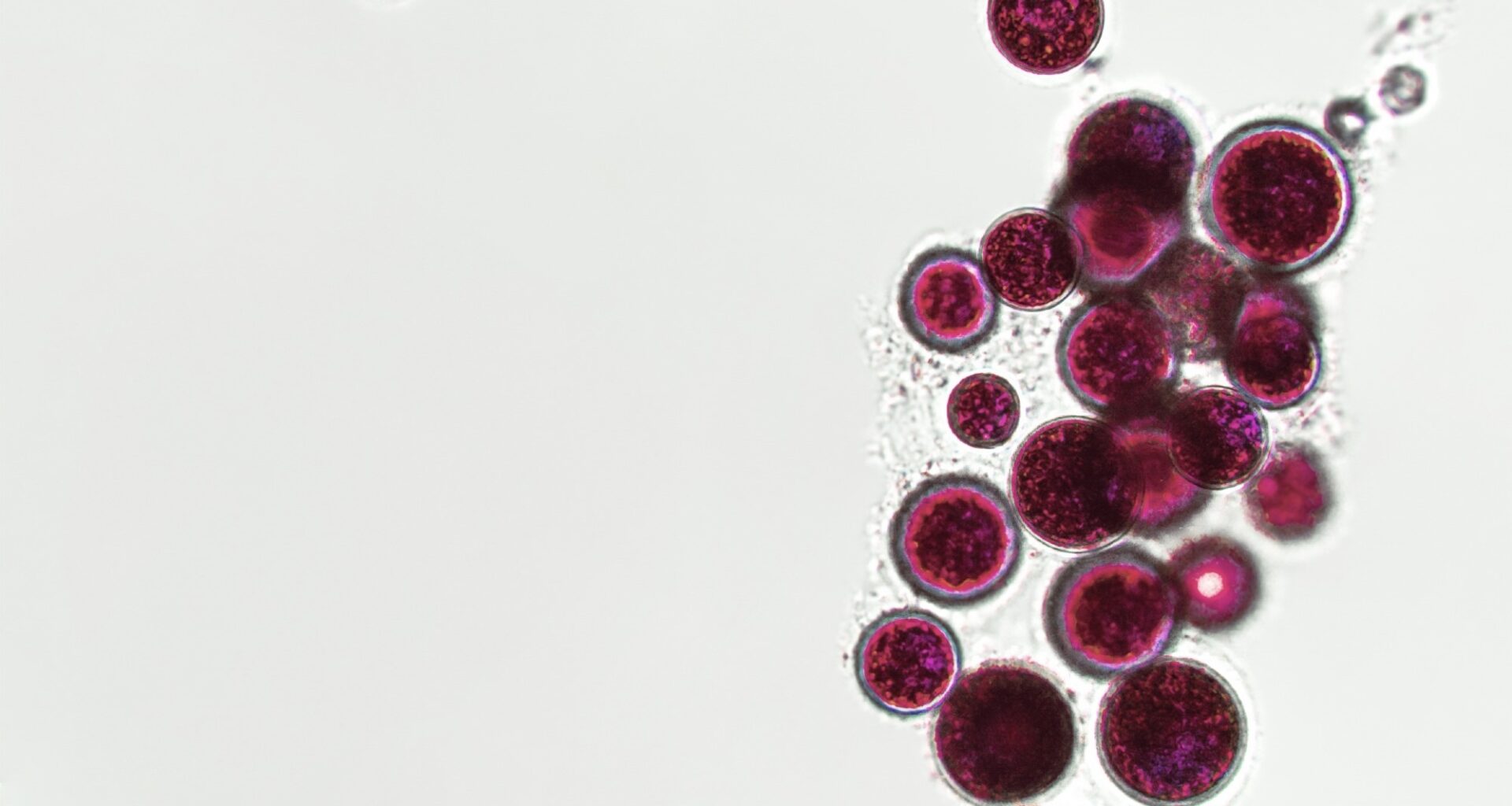 Probiotics, bacteria on white background. Bacteria and microorganisms. Microscopic probiotics, bacterial flora