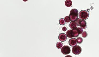 Probiotics, bacteria on white background. Bacteria and microorganisms. Microscopic probiotics, bacterial flora