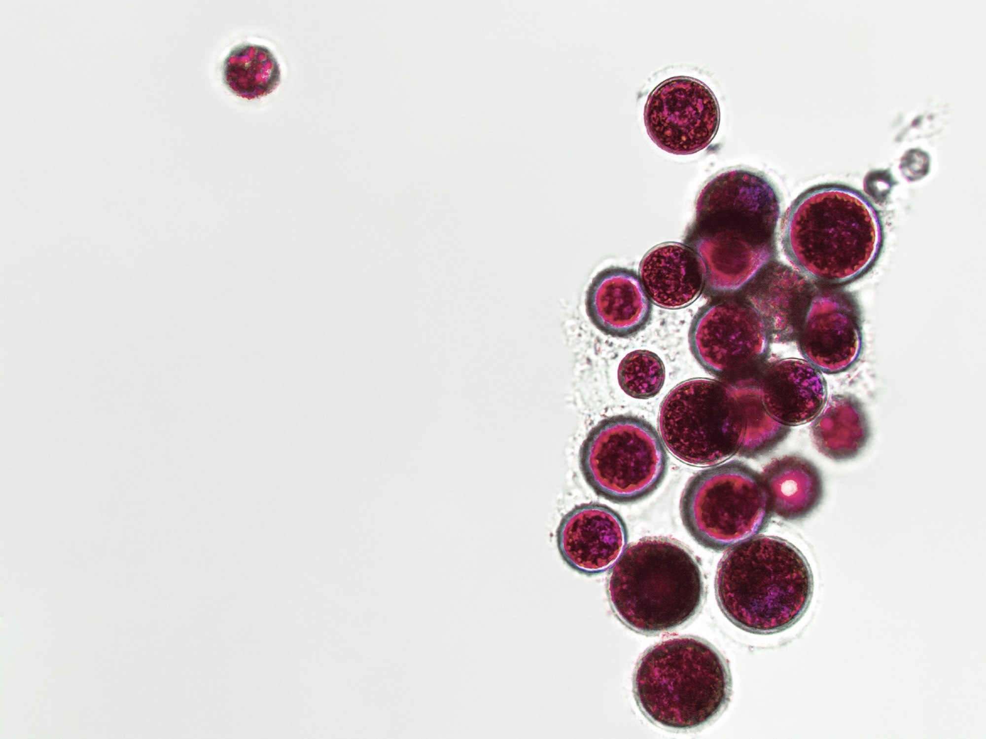 Probiotics, bacteria on white background. Bacteria and microorganisms. Microscopic probiotics, bacterial flora