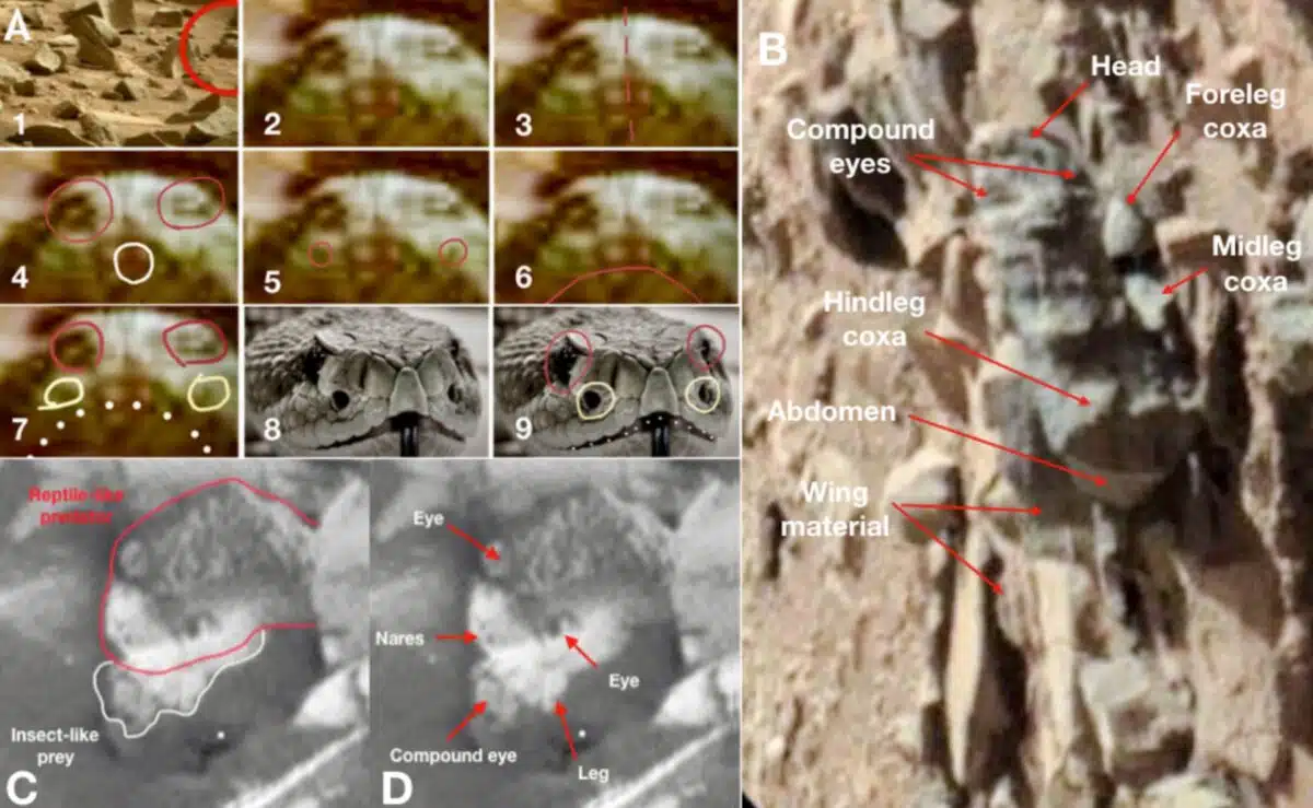 Insect And Reptile Resemblances On Mars