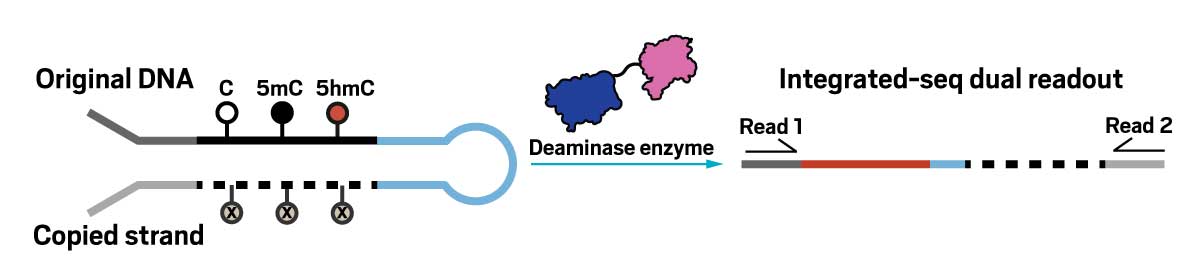 A DNA hairpin molecule with original strand containing C, 5mC and 5hmC, and a copy strand containing an analog at all of those spots. A reaction arrow, with a deaminase enzyme, leads to an unfolded hairpin with two sequencing reads, read1 and read2.