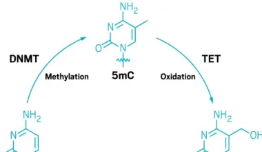 Reading DNA sequence and epigenetic modification state in 1 molecule