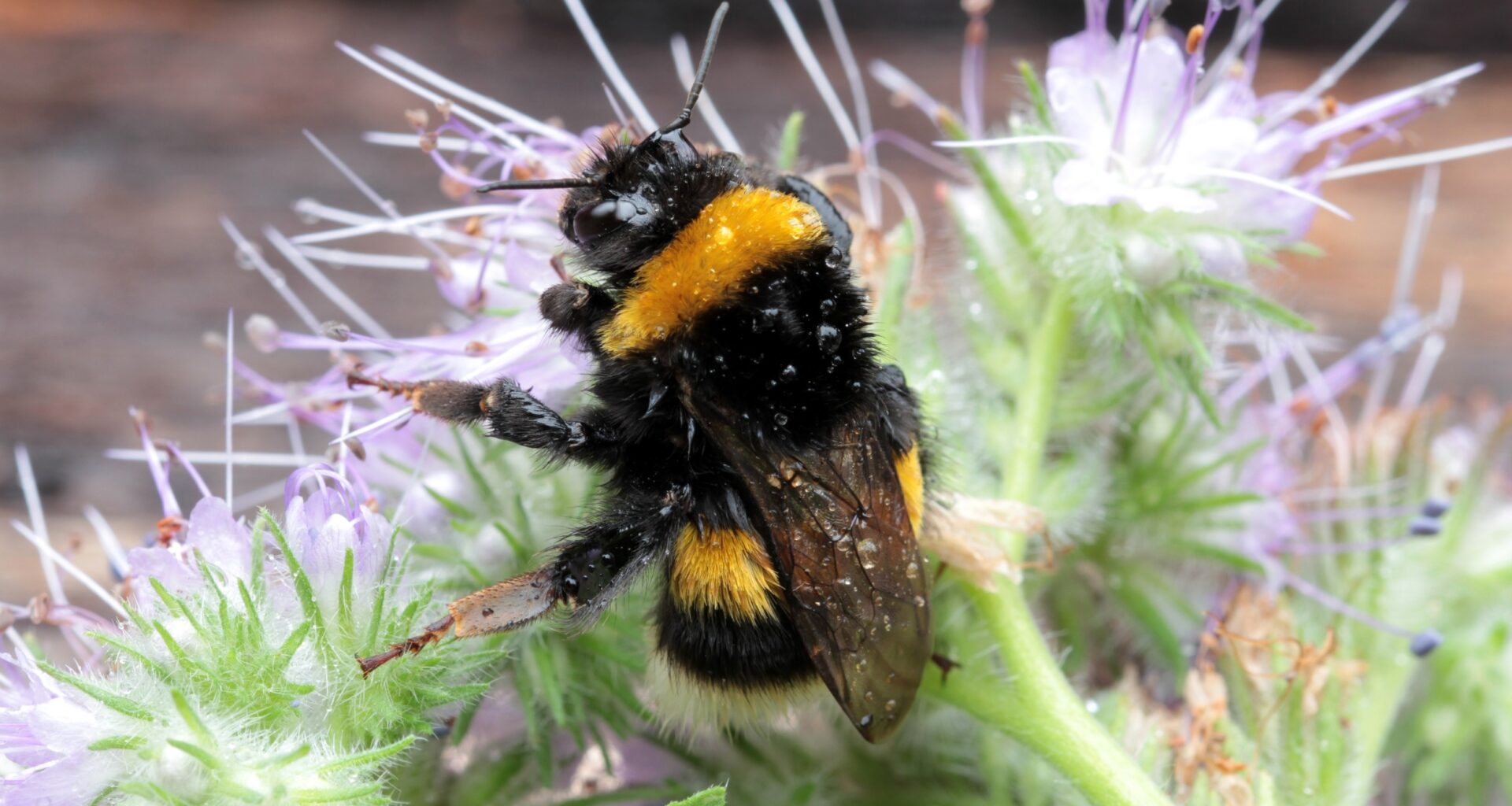 Invasive bees are quietly reshaping pollination networks