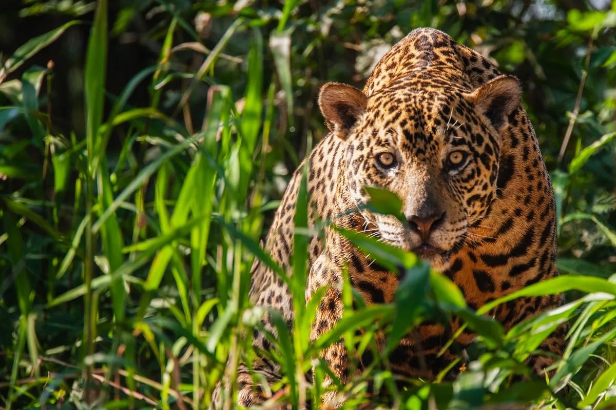 Jaguar