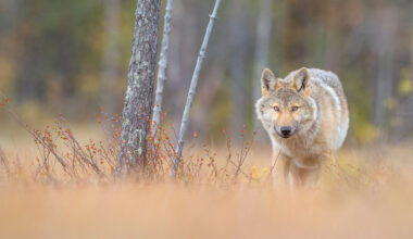 Joshua Holko Boreal Forest Finland