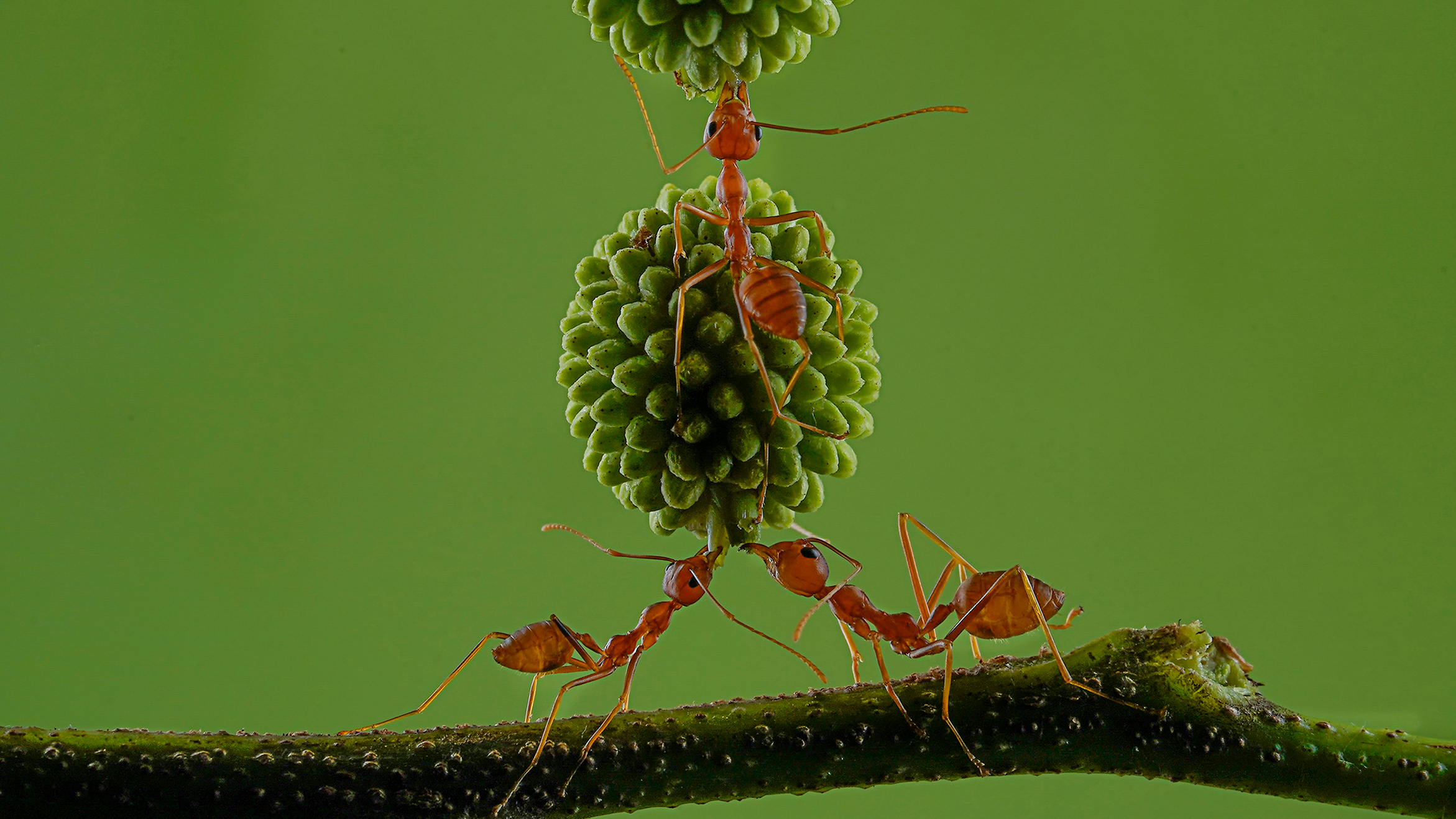 Three ants balance two textured green seeds on a branch against a solid green background