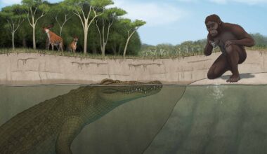 Brutal New, 15-Foot Horned Crocodile Once Stalked and Hunted Our Ancient Human Ancestors in Ethiopia
