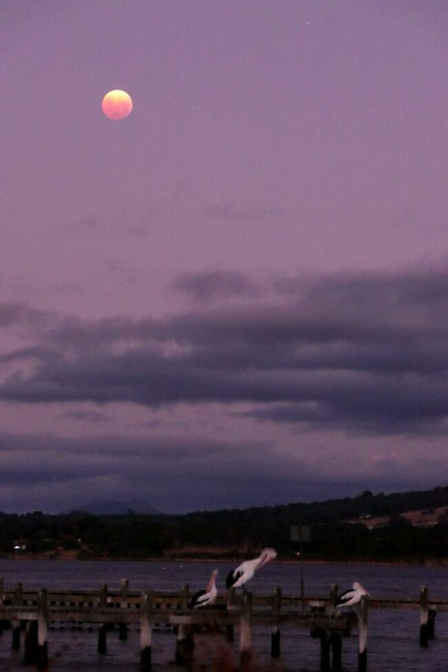 Pelicans in dim light in the foreground with an eclipsed moon above clouds.