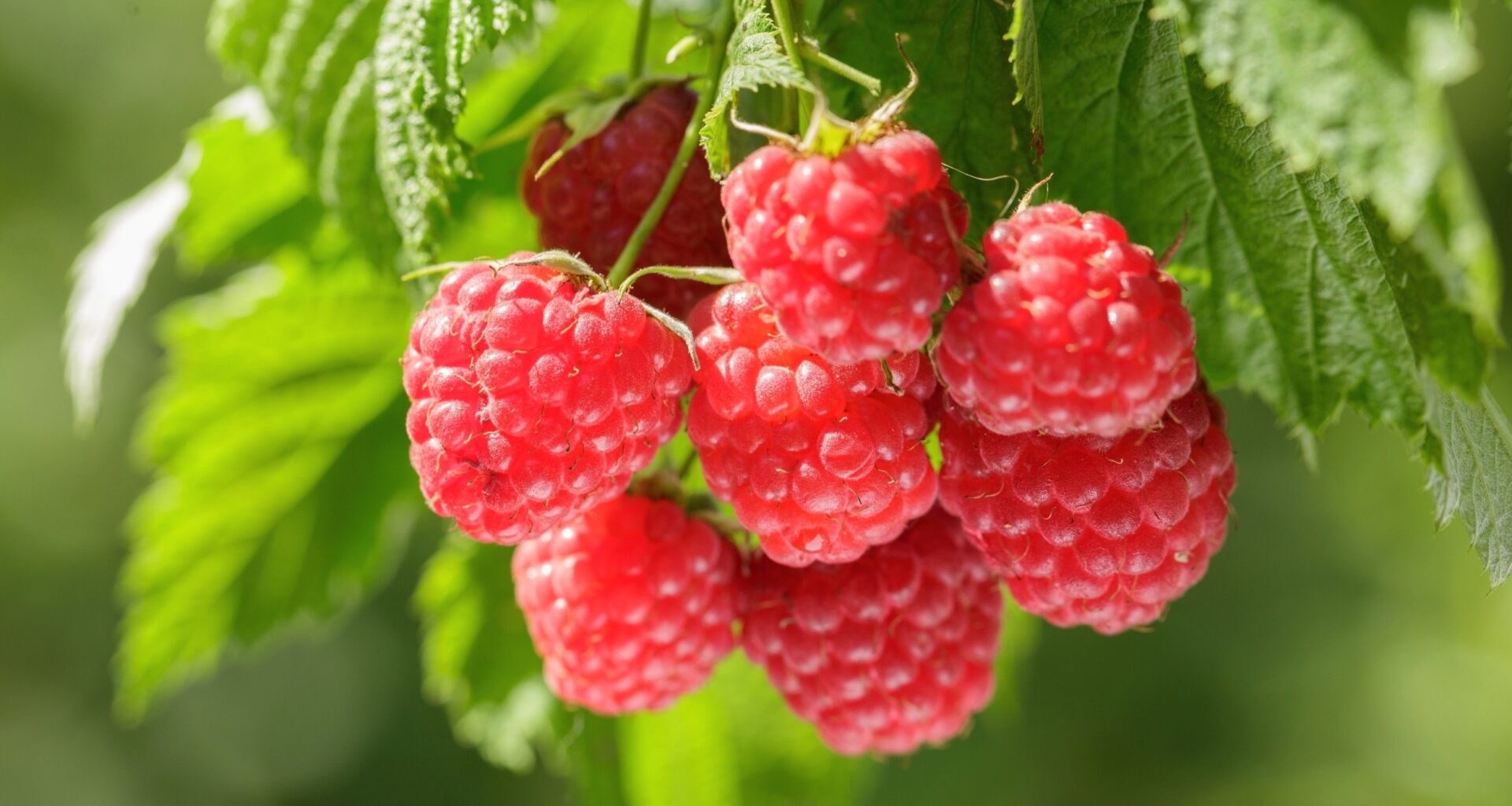 Brain scans reveal diet linked to slower brain aging