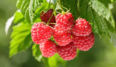 Brain scans reveal diet linked to slower brain aging