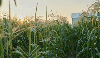 Photo of corn crop. Courtesy of Danforth Plant Science Center.