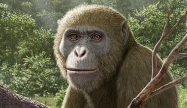 Ancient ape fossil from Egypt may rewrite the human origin story