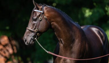Ballydoyle Millionaire Shaftesbury Avenue Returns At Navan