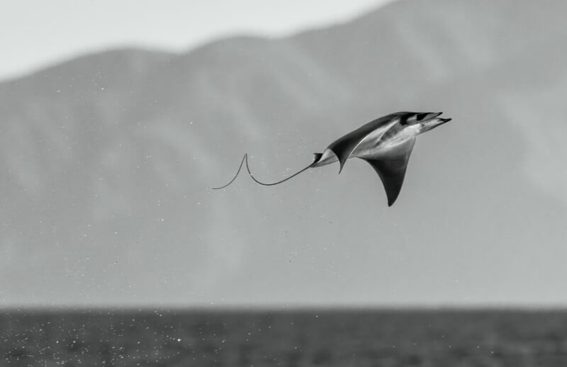 A mobula ray leaps out of the ocean, its body arched above the water with its long tail trailing, against a blurred background of mountains.