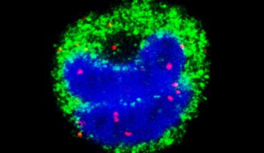 Malaria’s mRNA: Messages that Mess with the Immune System - Life Sciences | Weizmann Wonder Wander