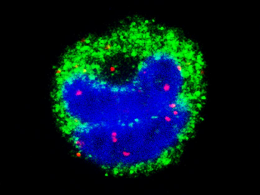 Malaria’s mRNA: Messages that Mess with the Immune System - Life Sciences | Weizmann Wonder Wander