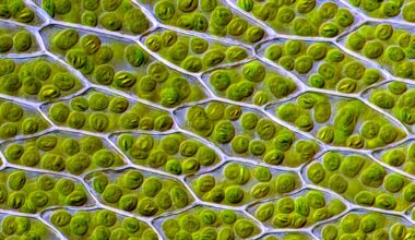 How Proteins Crucial To Photosynthesis On Earth Are Arranged