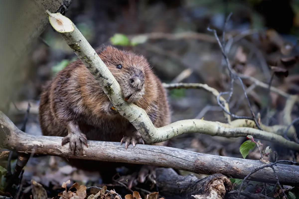 A North American beaver hauls a branch back to its lodge in Denali National Park and Preserve in Alaska. © Morgan Trimble/Getty