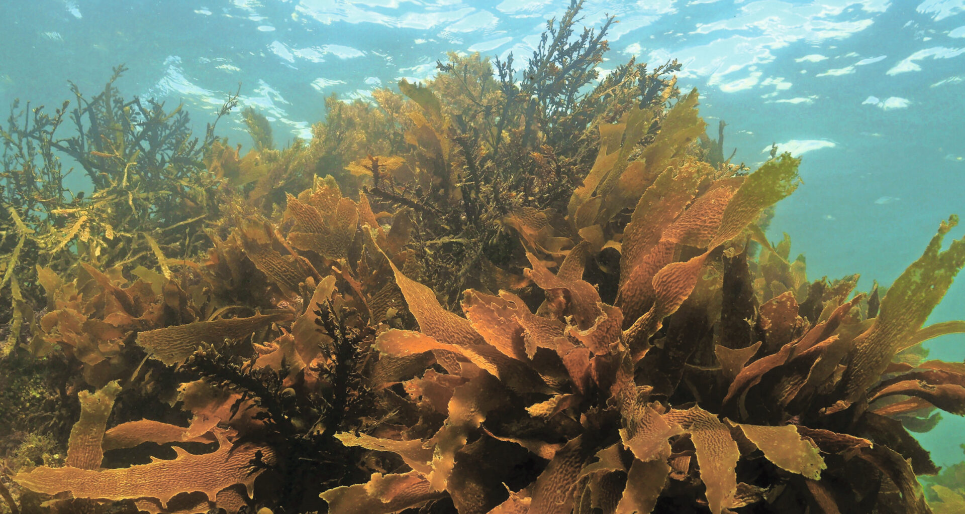 Brown algae extracts show strong antioxidant potential