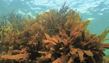 Brown algae extracts show strong antioxidant potential