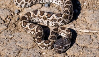 San Diego County’s heat wave is making rattlesnakes more active and visible – San Diego Union-Tribune