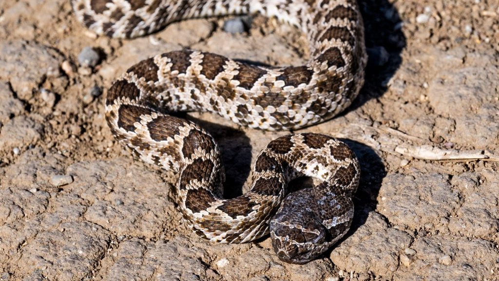 San Diego County’s heat wave is making rattlesnakes more active and visible – San Diego Union-Tribune
