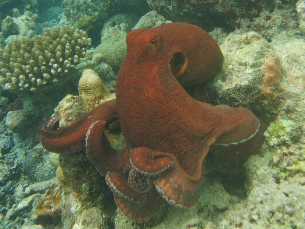 Red Octopus exploring coral reef environment.
