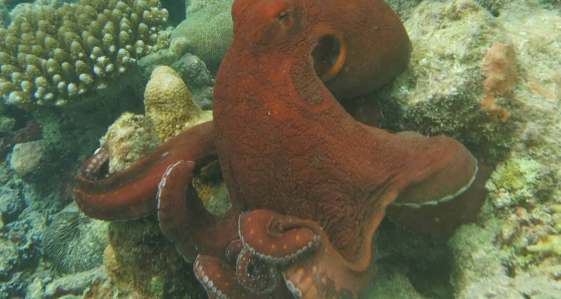 The Octopuses Are Punching Fish Again