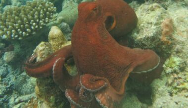 The Octopuses Are Punching Fish Again