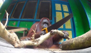 Orangutan using saw