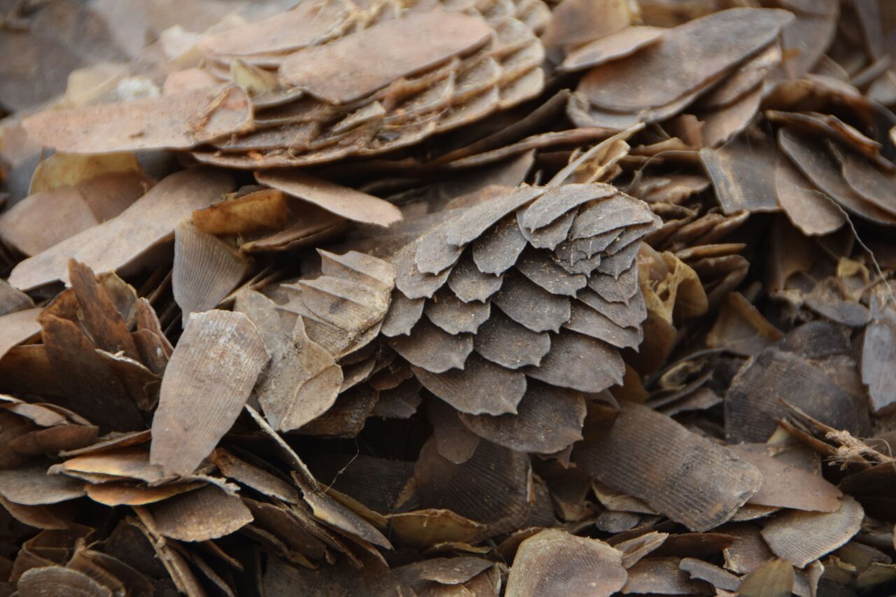 Seized pangolin scales being burned in Cameroon in 2017. 