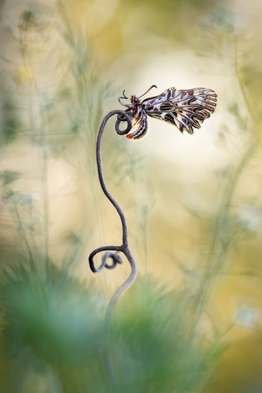 A colorful moth with intricate patterns on its wings rests on the tip of a curled, thin plant stem, set against a softly blurred background of green and yellow foliage.