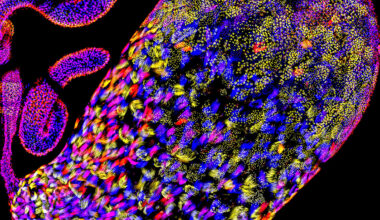 Selfish sperm hijack genetic gatekeeper to kill healthy rivals – @theU