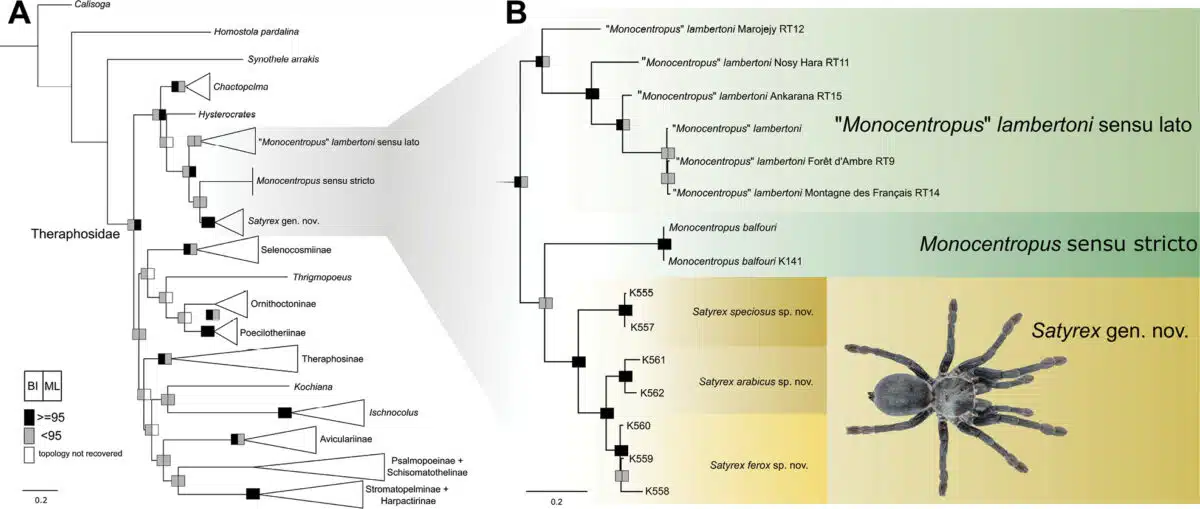 Phylogenetic Tree Placing Satyrex Within The Theraphosidae Family.
