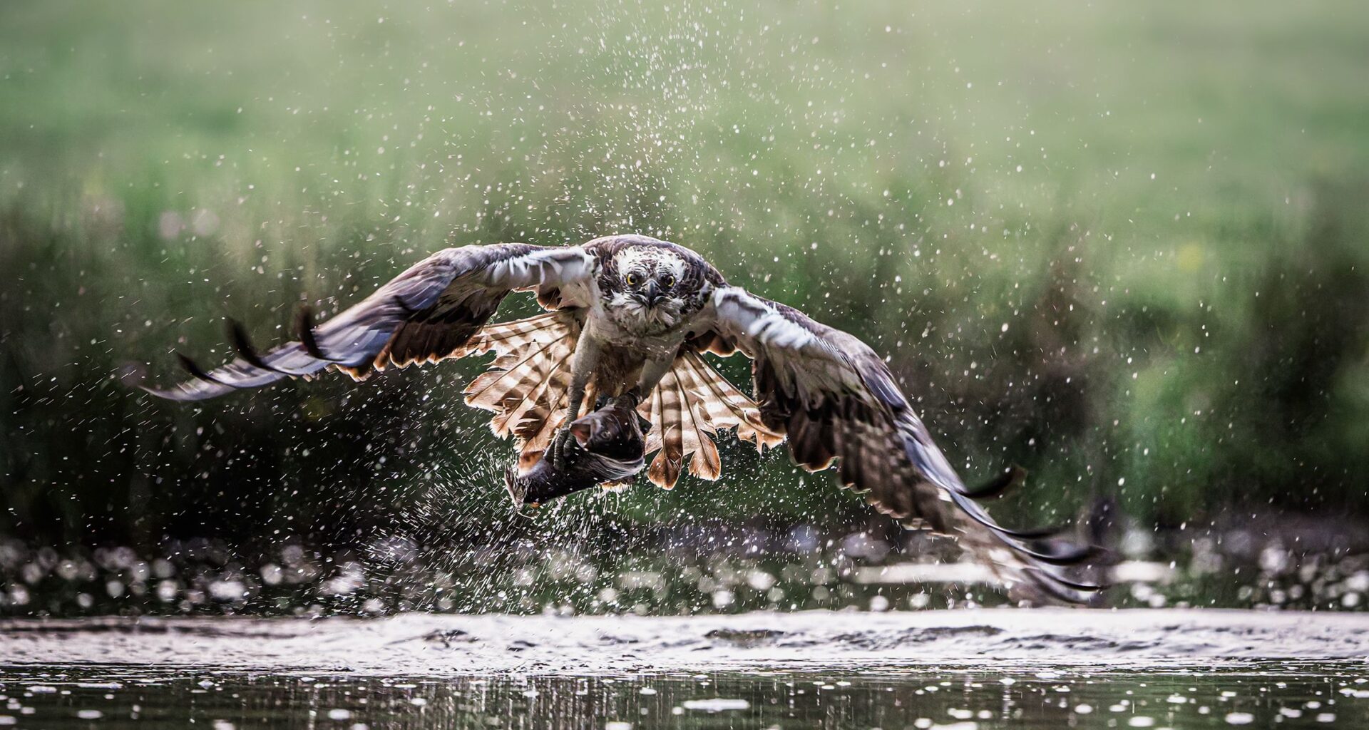 Shot at ISO 20,000 and 40fps electronic shutter camera, this detailed raptor image could soon be an award-winning catch