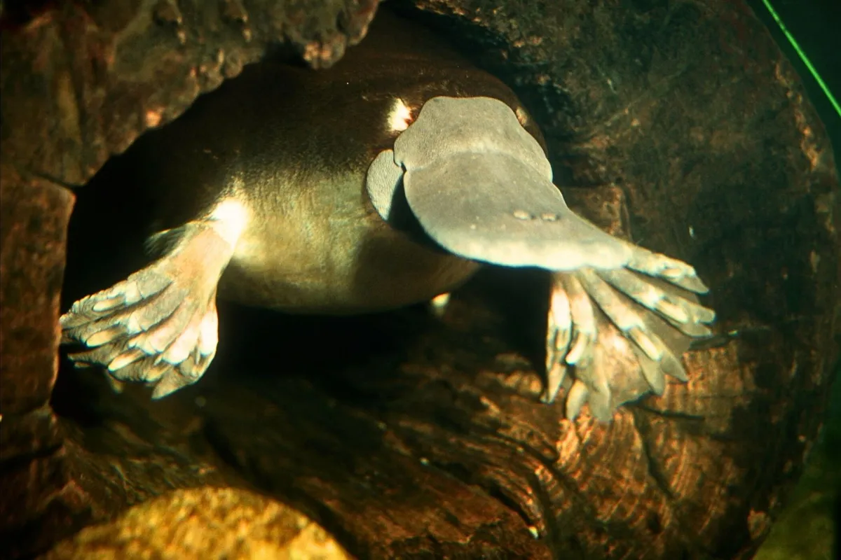Platypus