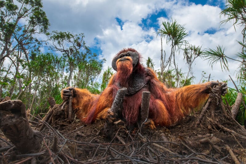 An orangutan with orange fur sits wide-legged on a forest floor, holding onto tree roots or branches, surrounded by lush greenery and a partly cloudy sky overhead.
